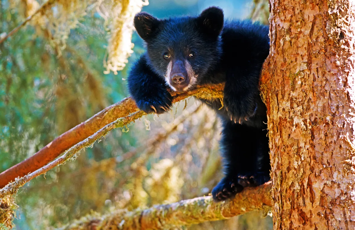 Junger Schwarzbär, Ursus americanus, im Tongass National Forest – Southeast Alaska